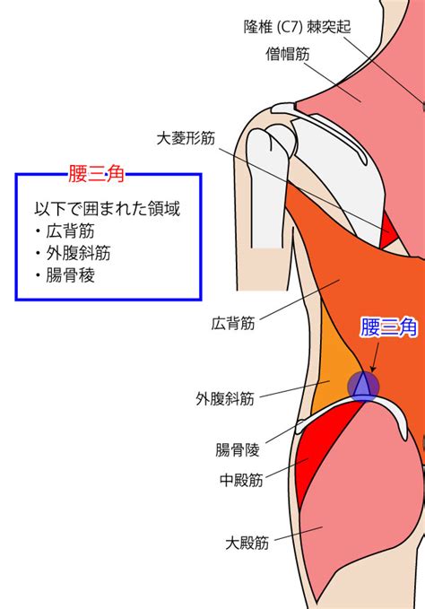 腰三角 構成